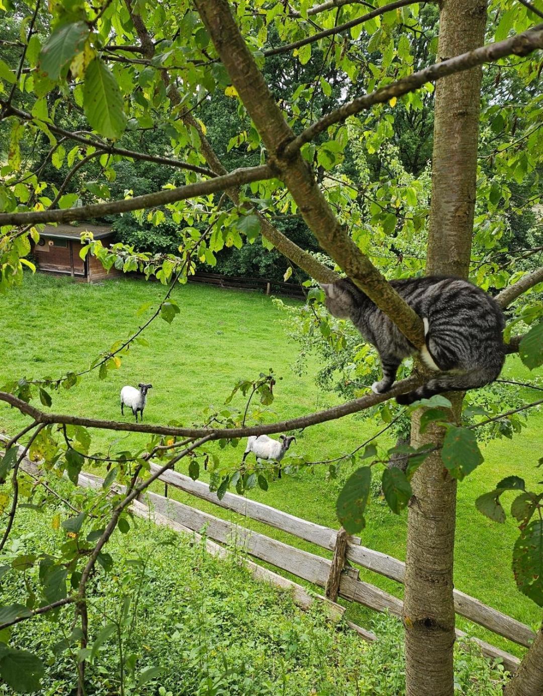 Souterrainwohnung im Grünen Witten Exterior foto